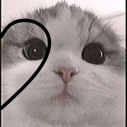 *rabiaa*