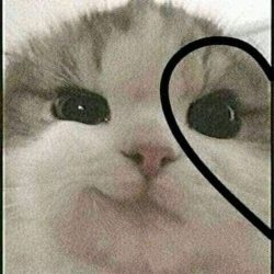 *zeynep*