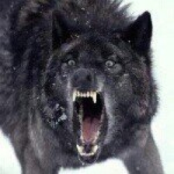 Aralid
